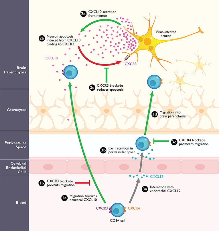 Acne illustration