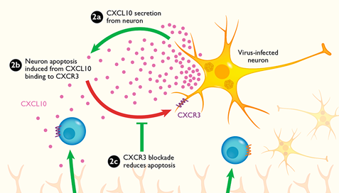View Chemokine Receptors illustrations
